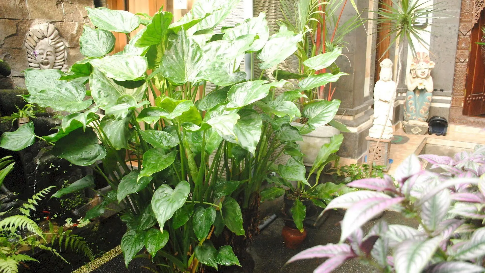 Jangkrik Homestay Ubud